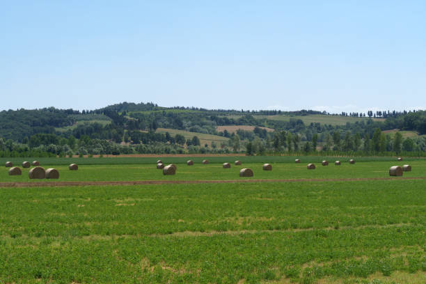 Fiori di campo nella campagna della Valdera