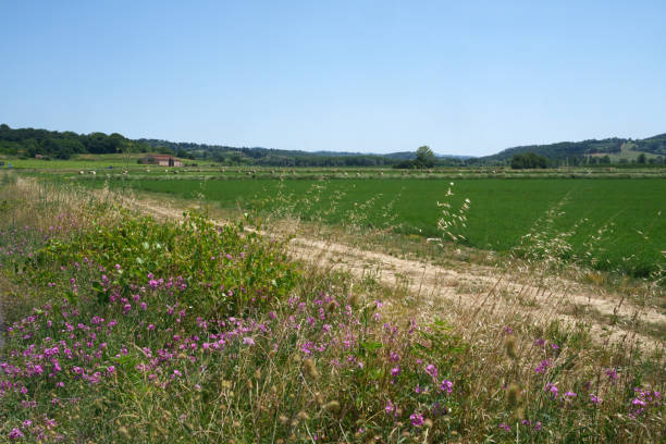 Paesaggio rurale con balle di fieno vicino a Ponsacco
