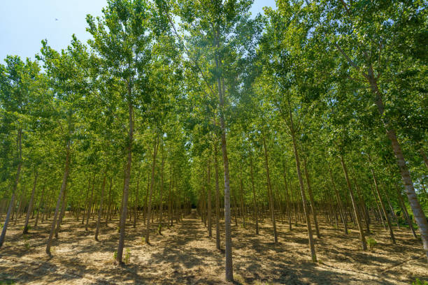 Filare di pioppi nella campagna pisana