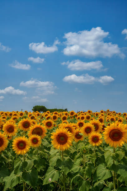 Campo di girasoli nella campagna vicino a Ponsacco