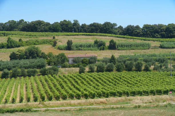Campagna della Valdera nei pressi di Ponsacco
